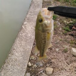 ノーシンカーリグ